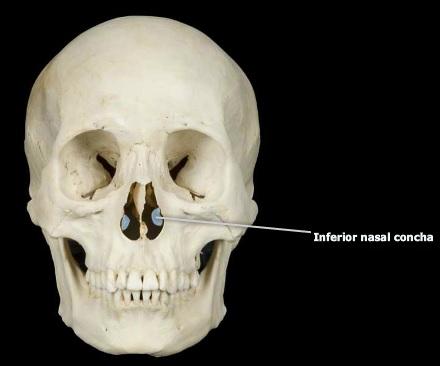 <p>inferior nasal concha</p>