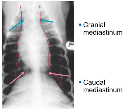 <ul><li><p>a ‘gap’ b/w the lung lobes in which we find the heart, oesophagus and trachea. It’s not a structure, just a space w/in the thorax. </p></li><li><p>has a cranial and caudal part</p></li></ul><p></p>