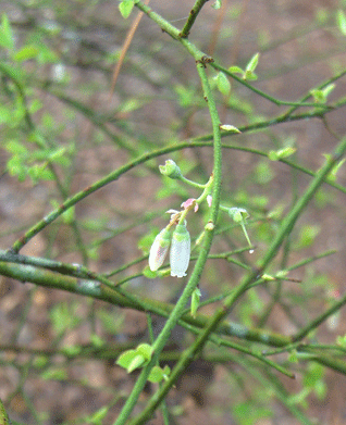 <p>shrub, thin/small green twigs, pink flowers bell-ish shape, small alternate leaves, low ground</p>