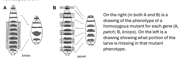 <p>Below are two schematic drawings of mutant phenotypes from the 1980 paper by Nusslein-Volhard and Wieschaus (Nature, Vol. 287), where they characterized gap, pairrule, and segment polarity genes. Which of these genes acts earlier in development? Hint: look to your answer of the previous question, as well as the structure of the gene network. How do you know?</p>