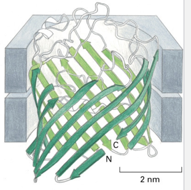 <ul><li><p>can form a beta barrel</p></li><li><p>the amino acid side chains alternate between hydrophilic and hydrophobic to create a water filled interior and hydrophobic exterior that facets the bilayer core</p></li><li><p>a single beta strand cannot shield its hydrophilic backbone regardless of the side chain composition</p></li></ul><p></p>