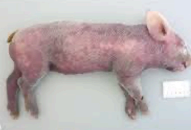 <p>Small hemorrhages occurring during dying process</p>