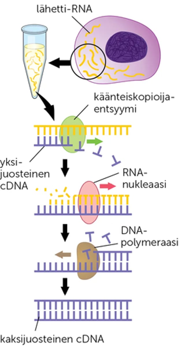 <p>RNA:n emäsjärjestyksen perusteella kopioitu DNA .</p><p>Lähetti-RNA:n perusteella tehty _____ sisältää vain eksonit.</p><p>-Yksijuosteinen _________, joka on valmistettu tumallisen eliön geenin siirtoa varten, muutetaan kaksijuosteiseksi DNA-polymeraasin avulla.</p><p>käytetään monissa emäsjärjestyksen tunnistusta vaativissa tekniikoissa</p>