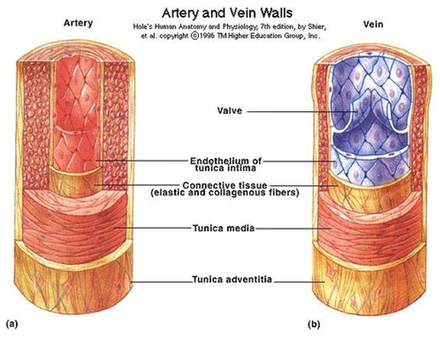 <p>arteries have three layers: a smooth inner layer; a strong, muscular layer; and a thin outer layer; connective fibers in artery walls allow for the elasticity needed for the artery to function; arteries are usually larger than veins</p>