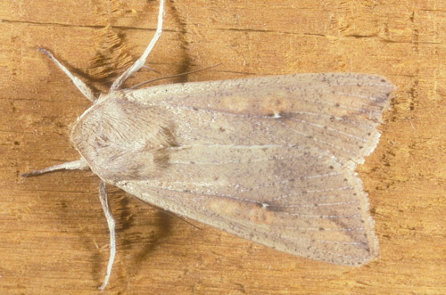 <p>Moth Family</p>