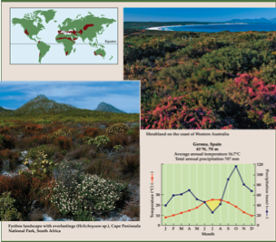 A scrubland biome of dense, spiny shrubs found at midlatitudes along coasts where cold ocean currents circulate offshore; characterized by mild, rainy winters and long, hot, dry summers.