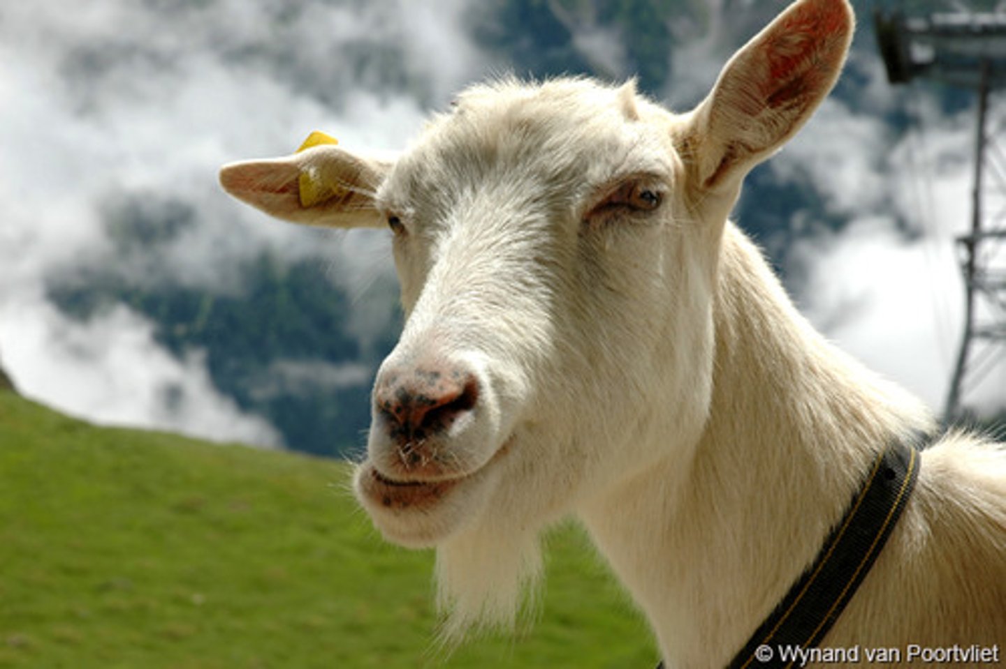 <p>goat</p>