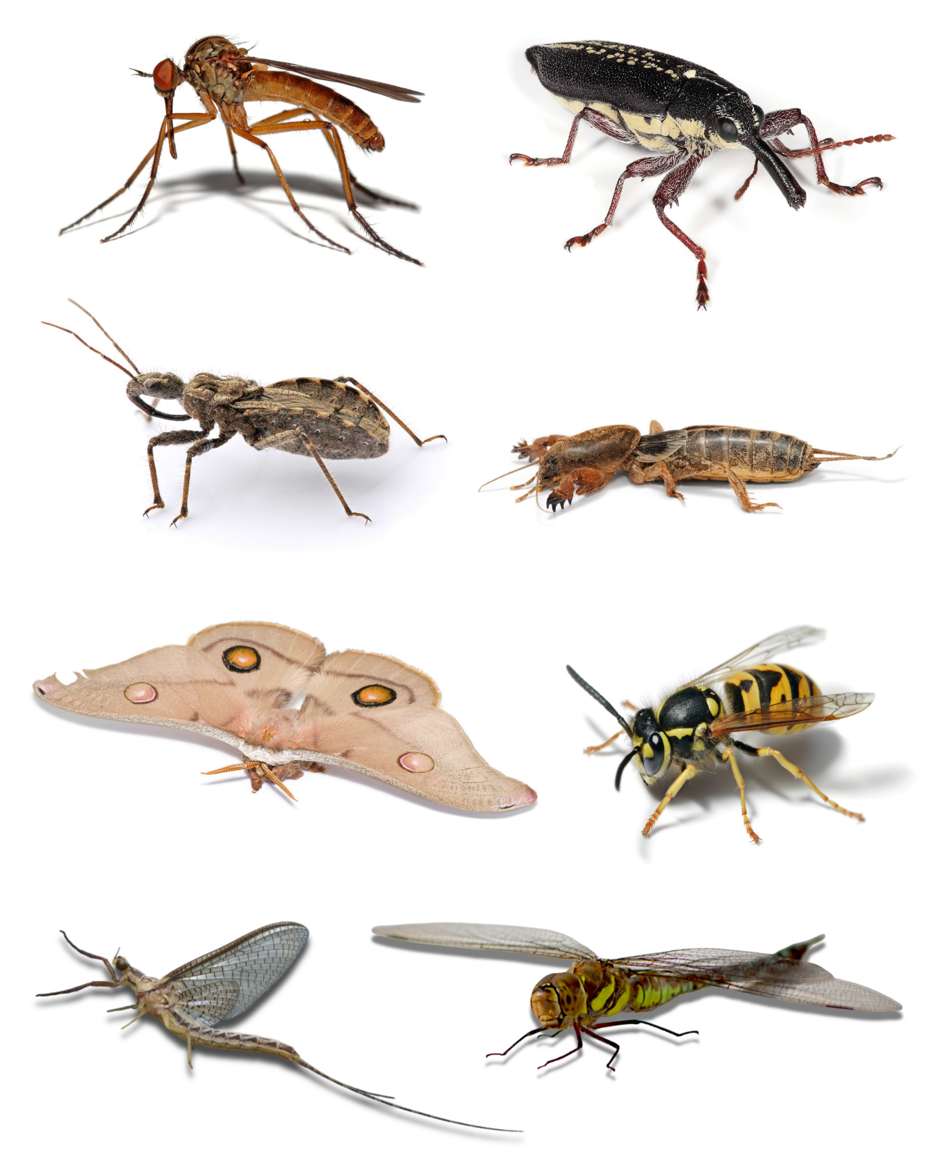 <p><span>the winged insects</span></p>