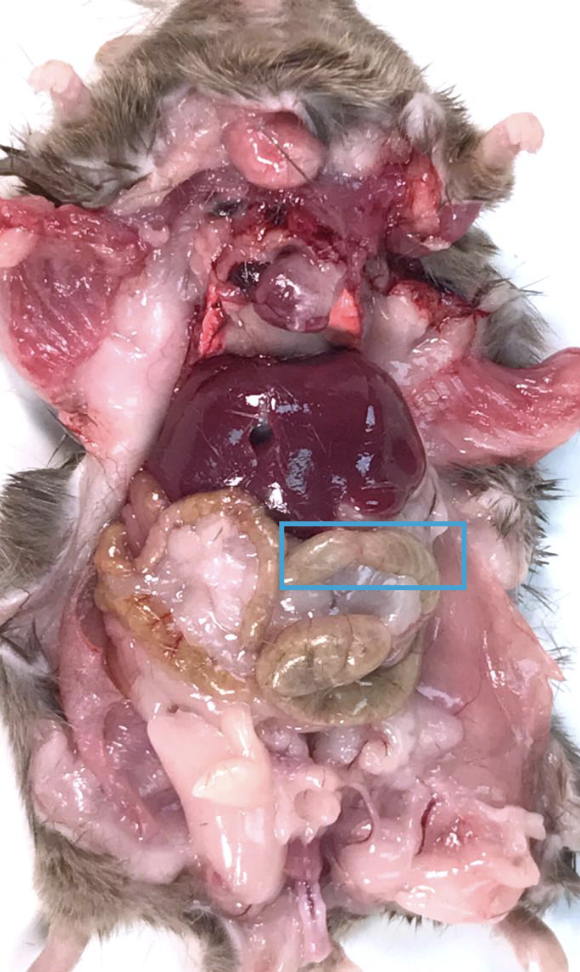 <p>What is this?</p>