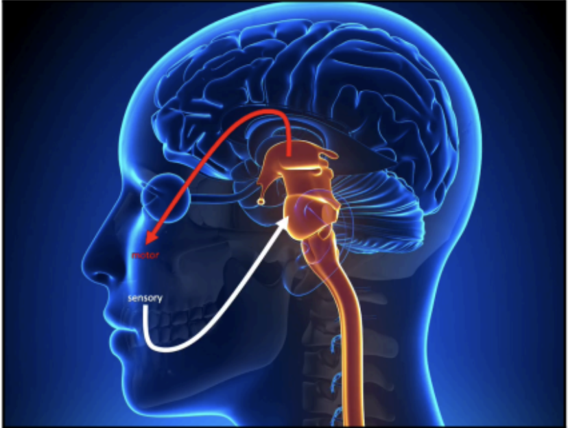 <p>cranial nerves; head</p>