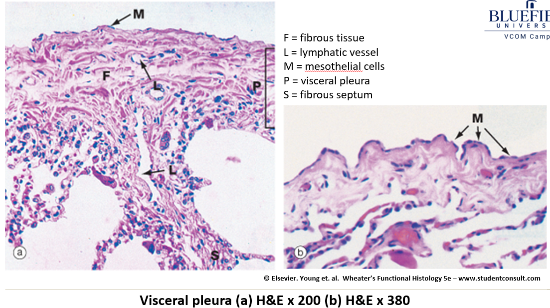 <ul><li><p><strong>Mesothelium (simple squamous epithelium)</strong>.</p></li><li><p><strong>Collagen and elastic fibers</strong> in supporting connective tissue.</p></li></ul><p></p>