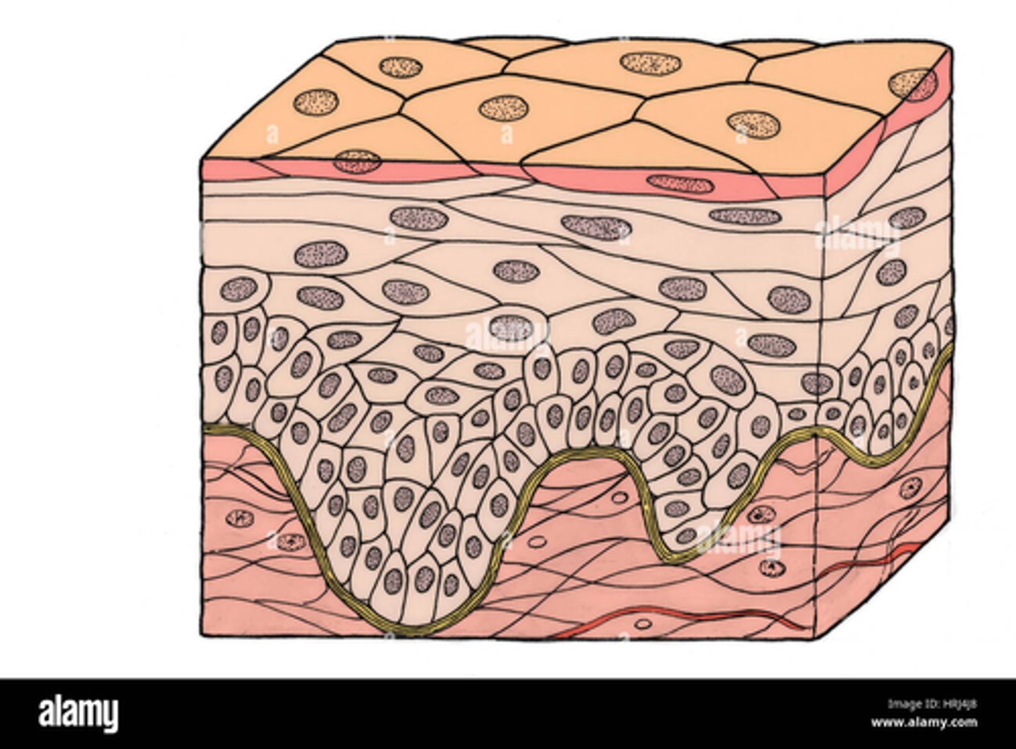 <p>Stratified Squamous</p>