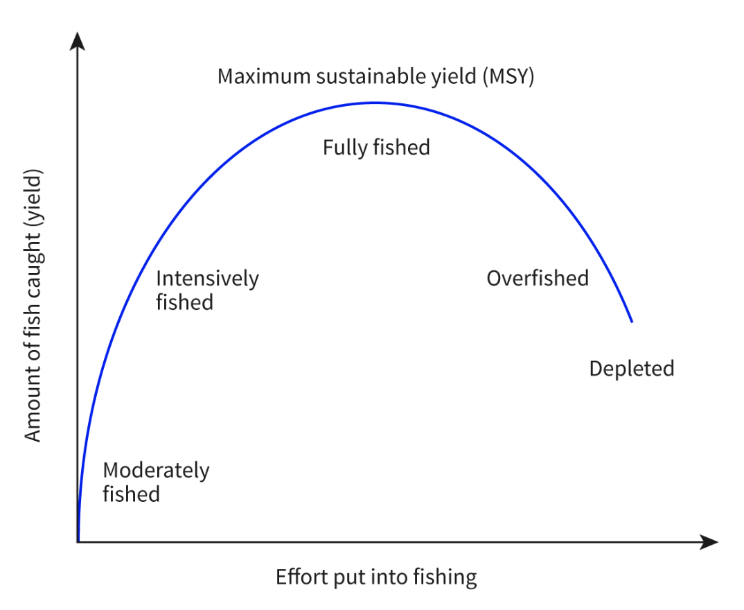 <p>The largest yield or catch that can theoretically be taken from a species’ stock without permanently depleting the stock.</p>