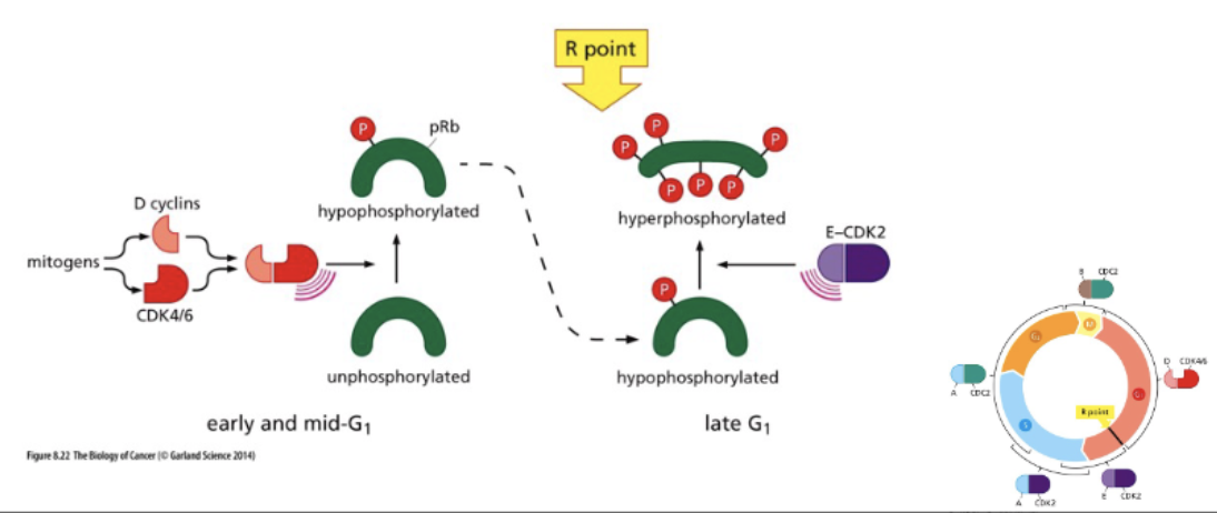 <p>mittogenic signaling → myc (TF) → cyclinD+E → (P) Rb</p><p>Rb - binds E2F → no transcription</p><p>↓ cyclin D+E</p><p>Rb (P) - does not bind E2F → active transc</p>