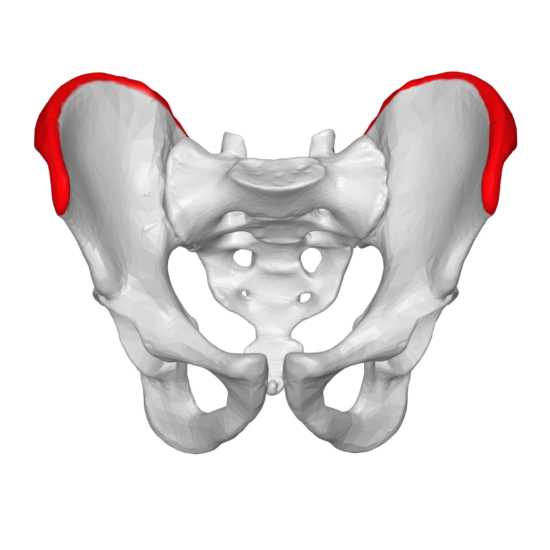 <p>What feature of the pelvis is this?</p>