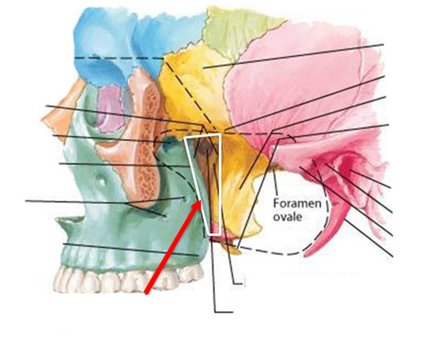 <p>Opening between pterygoid and maxilla.</p>