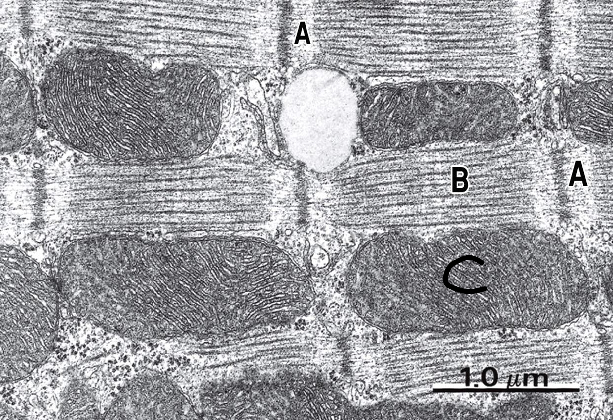 <p>identify a and b and c</p>