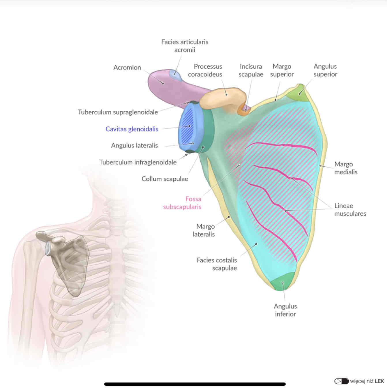 <p>Processus coracoideus</p>