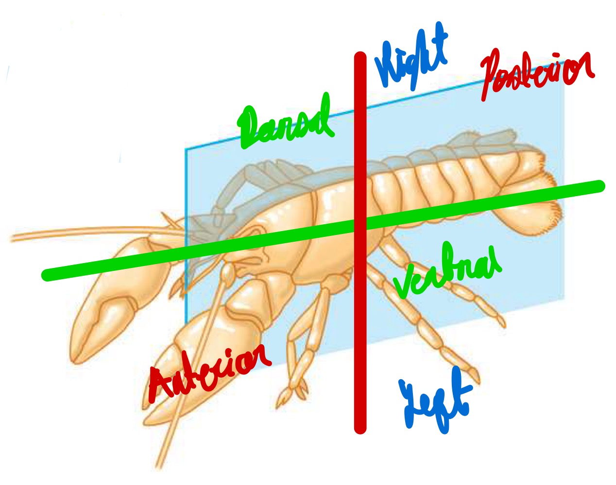 <ul><li><p>For the first axis, we have the anterior (front) side and the posterior (back) side.</p></li><li><p>For the second axis, we have a right and left side.</p></li><li><p>For the third axis, we have the dorsal (top) side and the ventral (bottom) side.</p></li></ul>