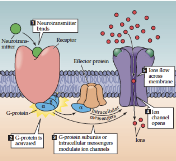 <p><strong>Receptor</strong>: <strong>Muscarinic ACh receptor (mAChR)</strong> → <strong>G-protein-coupled receptor (GPCR)</strong></p><ul><li><p><strong>Mechanism</strong>: ACh binds → GPCR activates <strong>G-protein on cytoplasmic side</strong> → indirectly opens <strong>ion channels</strong> (via second messengers like cAMP)</p></li><li><p><strong>Location</strong>: target cells of <strong>parasympathetic NS</strong> (e.g., cardiac tissue) in vertebrates</p></li><li><p><strong>Effect</strong>: slower, indirect modulation of postsynaptic cell activity </p></li></ul><p></p>
