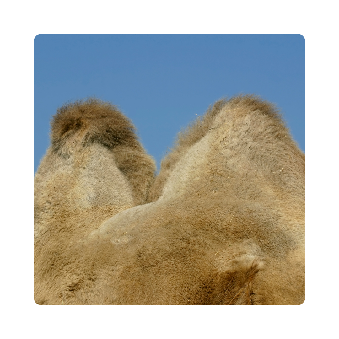 <p><span>Camels store water in their </span><strong>humps</strong><span>.</span></p>