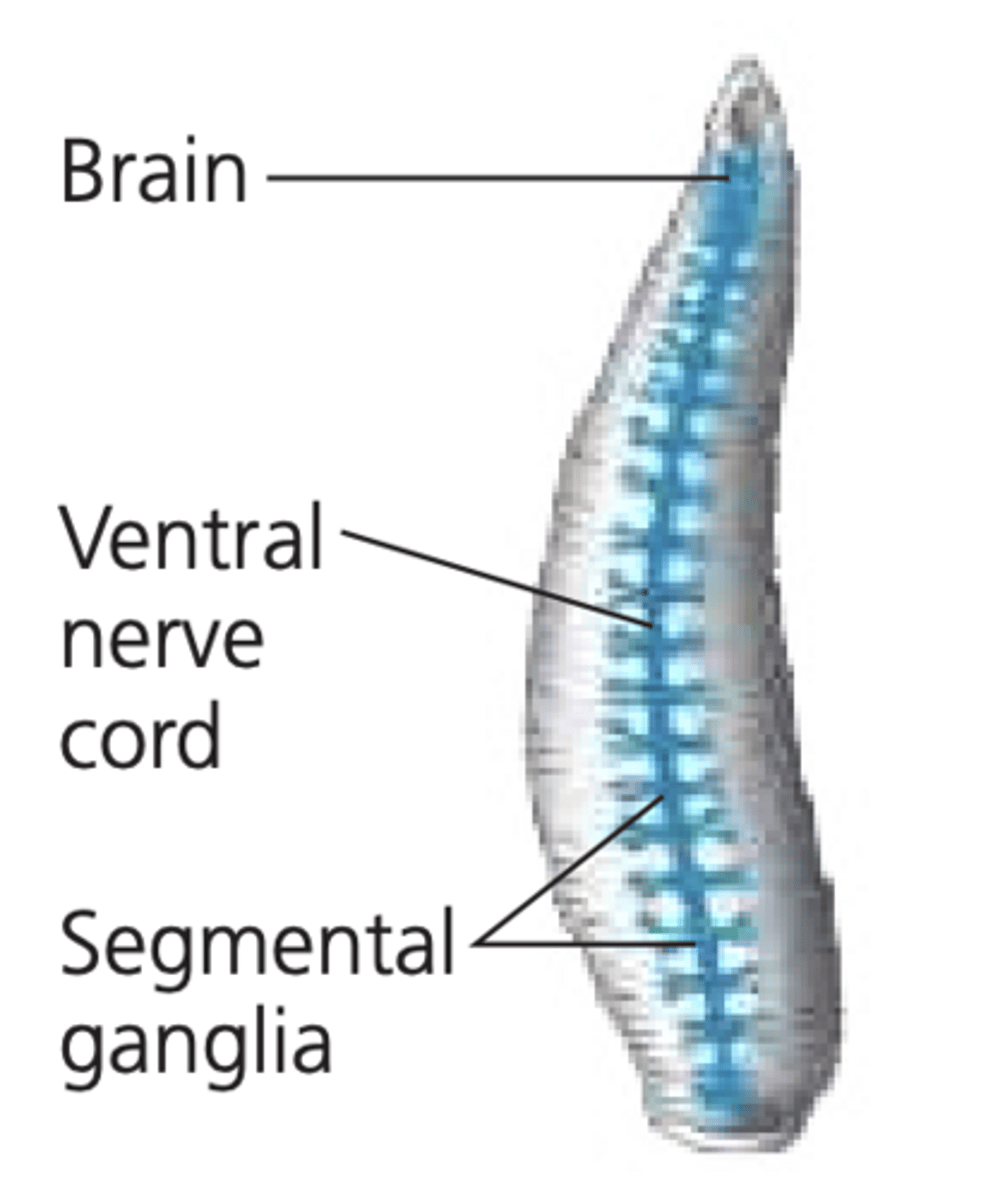 <p>1. pair of ganglia (brain) (above pharynx)</p><p>2. pair of connectives (arond pharynx) </p><p>3. ventral nerve cord with ganglia in ea. segment</p><p>4. lateral branching nerves </p><p>-ex: earthworm</p>