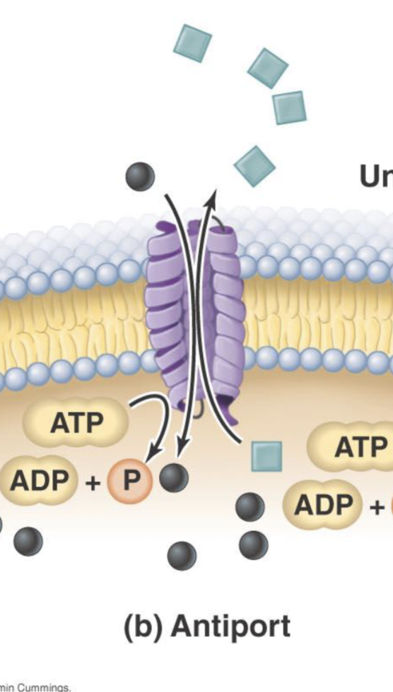 <p>Molecules moving in opposite directions in the membrane</p><p>Uses ATP</p>