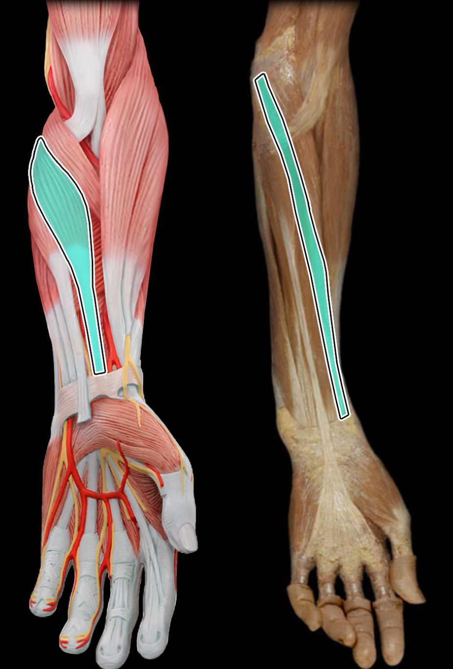 knowt flashcard image