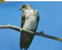 <p><span><span>Stelgidopteryx serripennis </span></span></p>