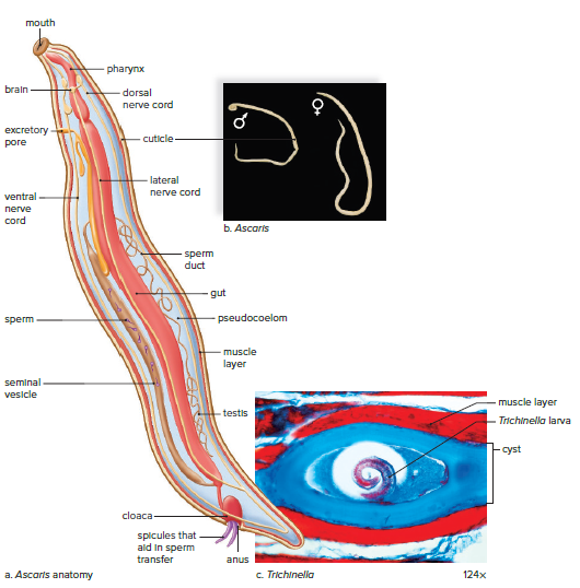 Roundworm anatomy.