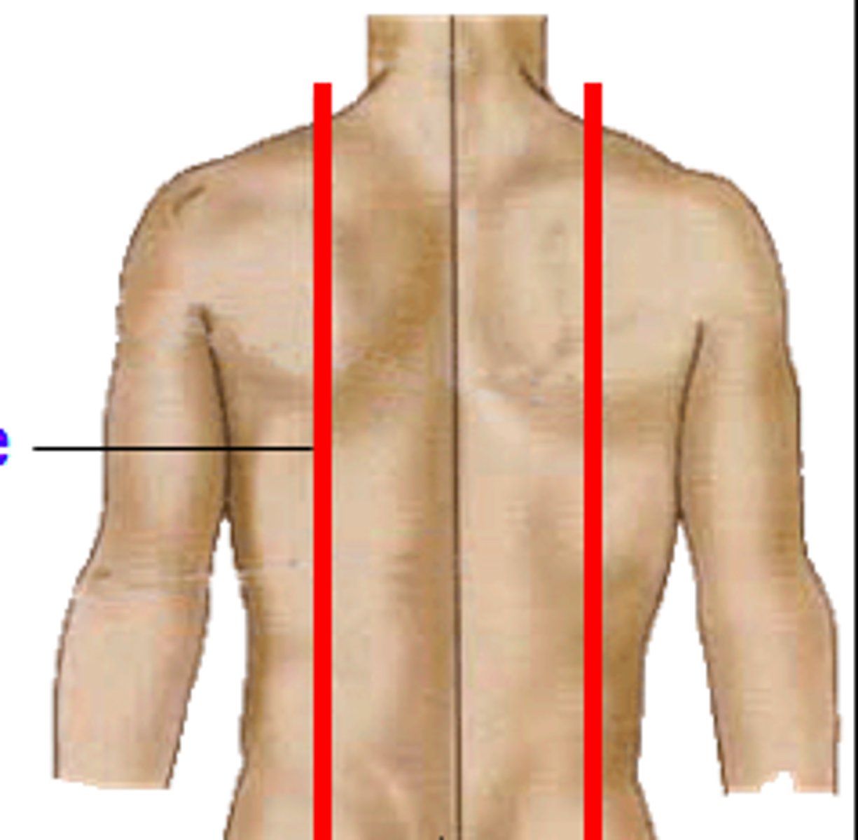 <p>imaginary line that runs vertically downward on the posterior wall of the thorax, passing through the inferior angle of the scapula while the arms at at the side.</p>