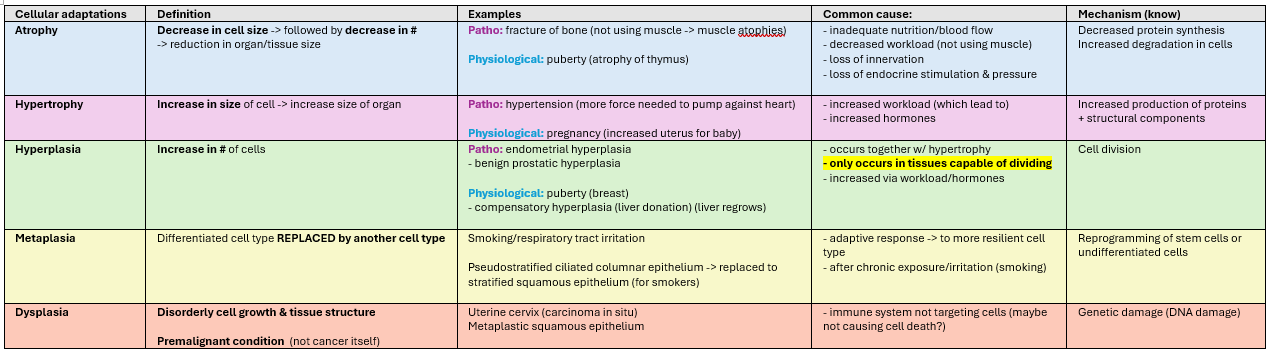 <p>What are the different types of cellular adaptations?</p>