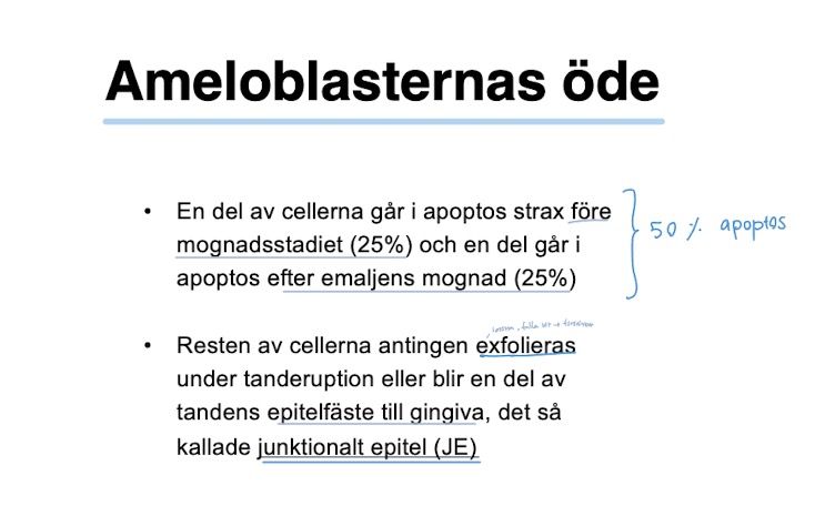 <ul><li><p>25 % <strong>apoptos</strong> före mognadstadiet</p></li><li><p>25 % <strong>apoptos</strong> efter emaljens mognad</p></li><li><p>50% antingen:</p><ul><li><p><strong>exfolieras</strong> under tanderuption</p></li><li><p><strong>junktionelt epitel </strong>(JE)</p></li></ul></li></ul><p></p>
