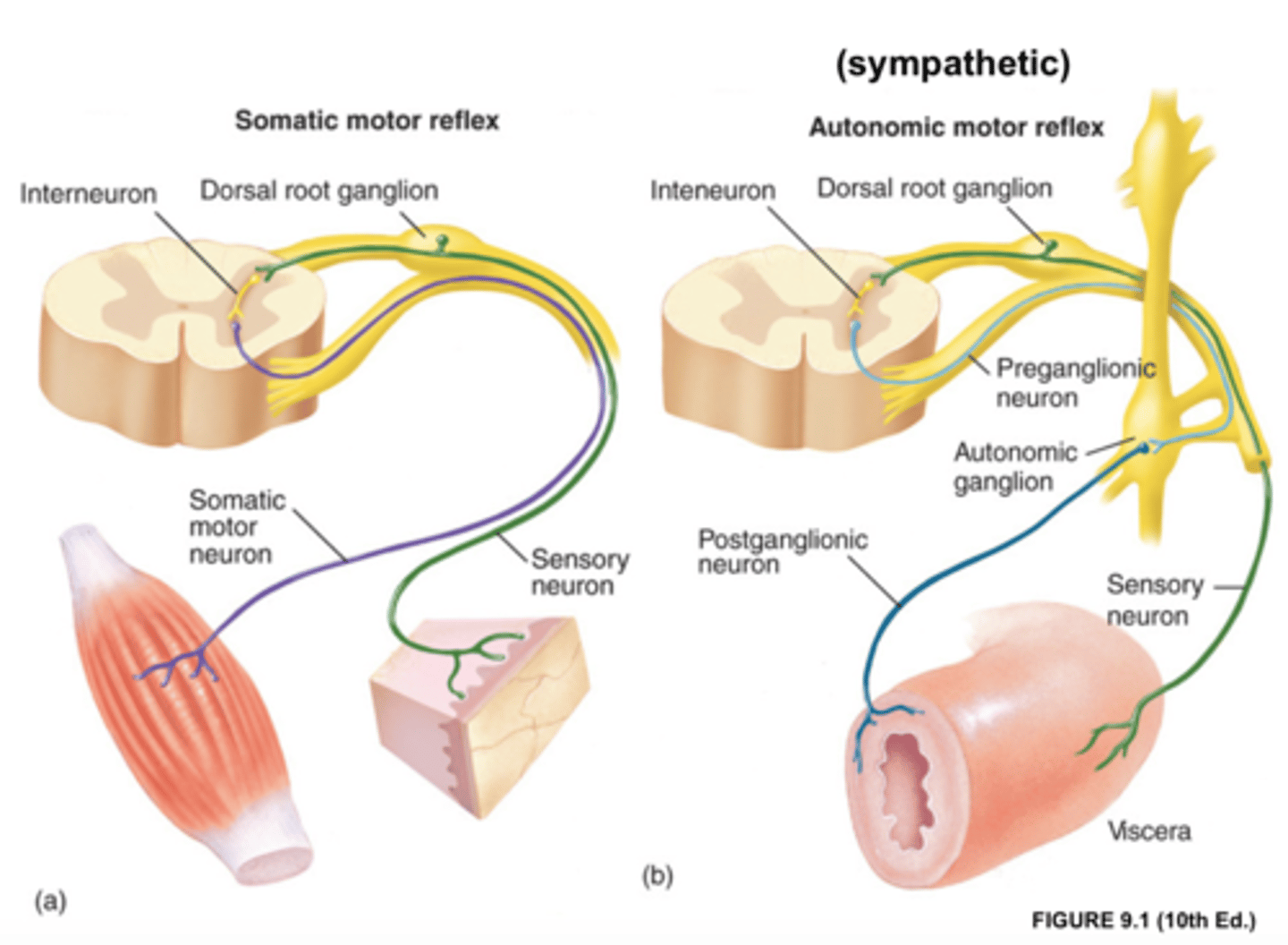 <p>Type of reflex that involves smooth muscle, cardiac muscle, or a gland. Also called a visceral reflex.</p>