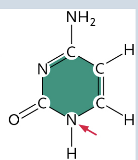 <p>(It is a Pyrimidine)</p>