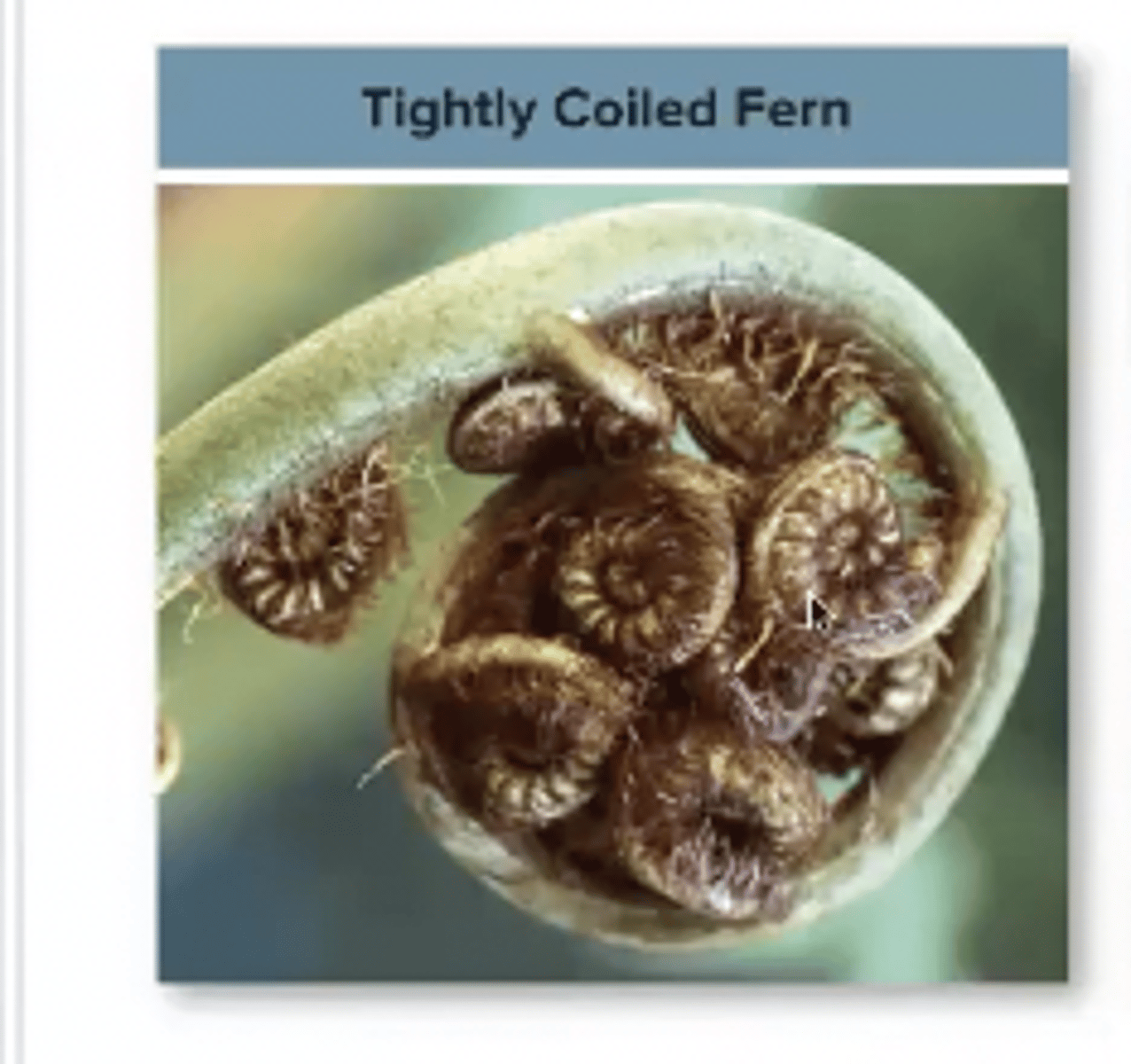 <p>Fronds(leaves) that are tightly coiled that develop at the tip of the rhizome.</p>