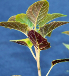 <p>Eastern black nightshade (Solanaceae)</p>