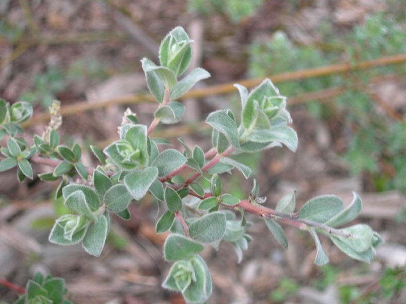 <p><em>Salix repens</em></p>