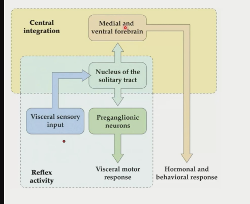 \- major integration center for feeding in brainstem