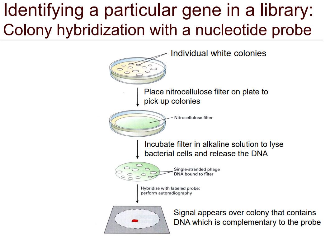 <p>Describe <strong>colony immunoblotting</strong> with a <strong>nucleotide probe </strong>(slide 38)</p>