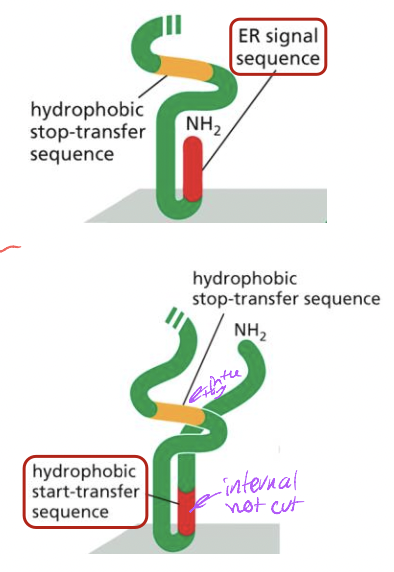 * N-terminal ER signal sequence
  * at n-terminus of protein 
  * removed by signal peptidase
* Internal ER signal sequence
  * start transfer sequence 
  * not removed-remains part fo protien 
    * membrane spanning a-helix