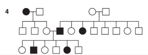 <p>What is pedigree #4 ?</p>