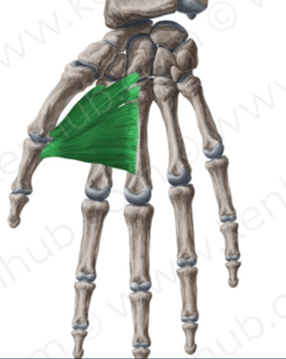 <p>I. és II. ujj közé benyúlva és erősen abdukálva</p>