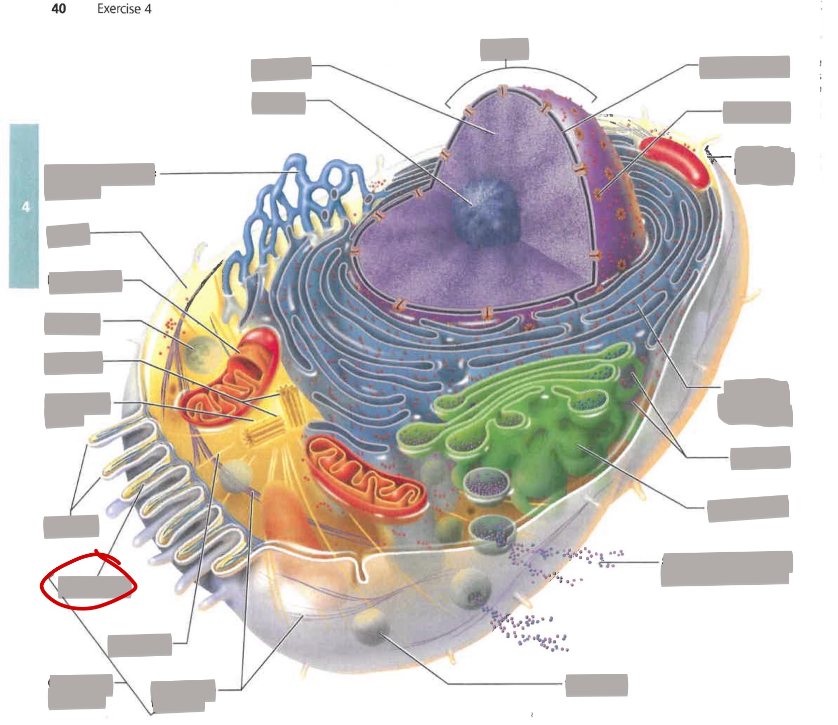 term image
