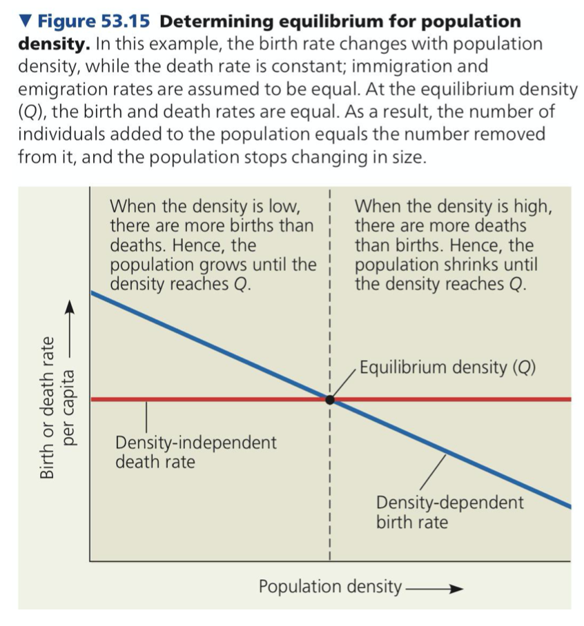 ● In the dune fescue grass population, key factors affecting its birth rate are density _________ while its death rate is largely determined by density-_______ factors
● When immigration and emigration offset each other, the combination of density-dependent reproduction and density-independent mortality can ____ population growth (see Figure 53.15)