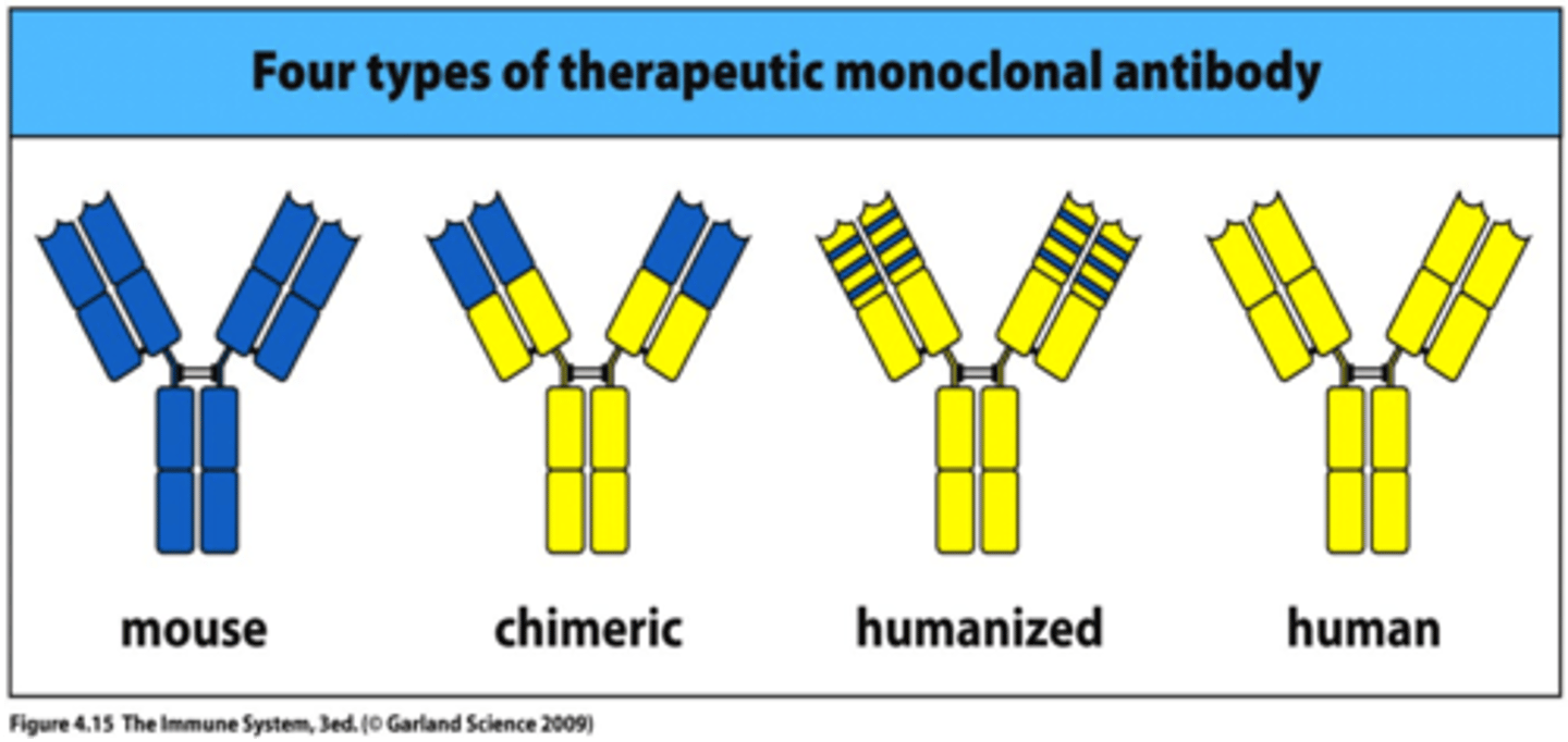 <p>mouse mAbs (poor)</p><p>Chimeric mAbs (fair)- only contain mouse variable regions</p><p>Humanized mAbs (good) - only contain the mouse HR (CDR) regions which bind to the target</p><p>Fully human mAbs (best)- made by replacing the Ig genes of a mouse with human Ig genes</p>