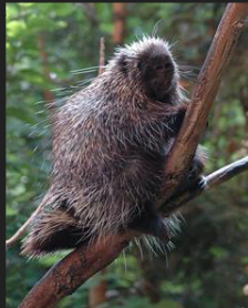 <p>What order is this species from</p>