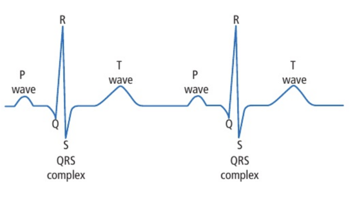 <p>P wave: The voltage given off by the SA node (marks atrial systole)</p><p>Point Q: The point at which the AV node sends its impulse</p><p>QRS complex: The impulse from the AV node spreads down the conducting fibres in the septum between the ventricles and out to the cardiac muscle of the ventricles (<strong>marks ventricular systole</strong>)</p><p>T wave: The AV node is re-polarizing in preparation to send the next set of electrical signals</p><p></p>