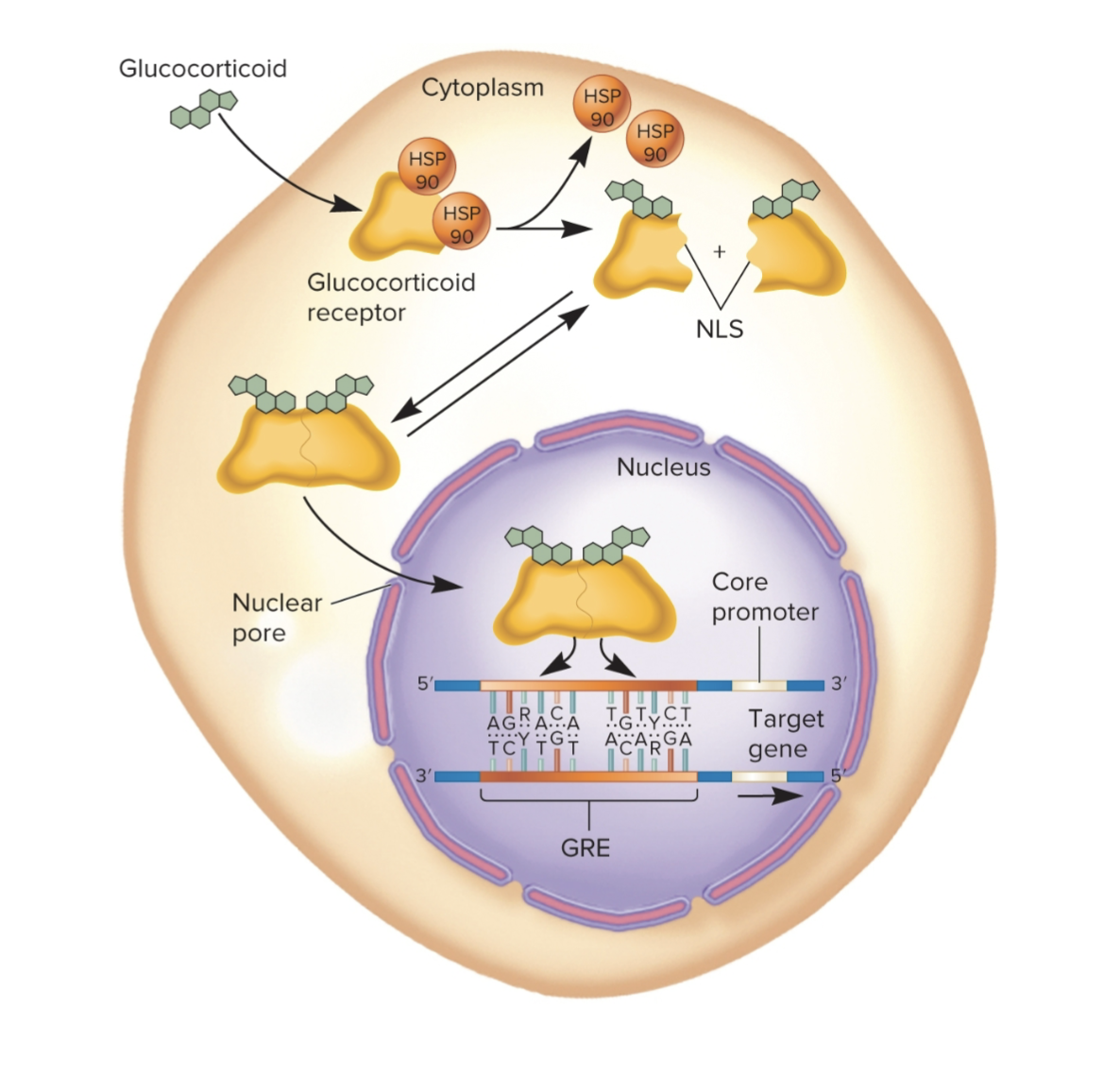 <p>Note: presence of glucocorticoid increases transc.</p>