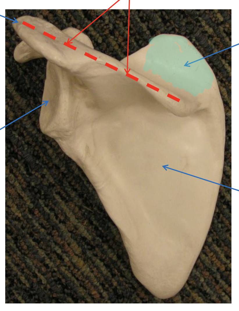 <p>Name the highlighted region.</p>